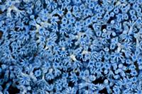 Blue soft corals, Lembeh Strait, North Sulawesi, I