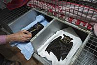 Spectacled flying foxes (Pteropus conspicillatus) 