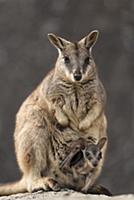 Mareeba rock-wallaby (Petrogale mareeba) mother wi
