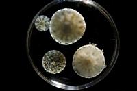 Specimens of Upside-down jellyfish (Cassiopeia sp)