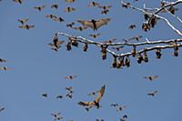 Little red flying-foxes (Pteropus scapulatus) roos