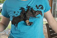 Spectacled flying fox (Pteropus conspicillatus) ba