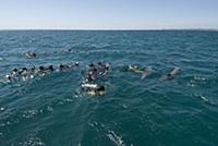 Tourists swimming with dolphins on the Rockingham 