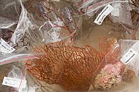 Sea fan (Gorgonacea) collected for the Queensland 