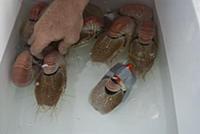 Captured Nautilus (Nautilus pompilius) in cooler b