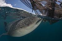 Whale shark (Rhincodon typus) feeding on fish near