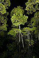 Mangrove forest canopy photographed at night, Raja