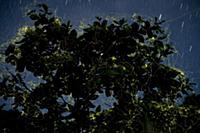 Night shot of Laciola species fireflies in their t