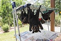 Spectacled flying fox (Pteropus conspicillatus) ba