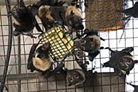 Spectacled flying foxes (Pteropus conspicillatus) 