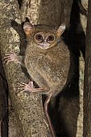 Spectral Tarsier (Tarsius tarsier) in strangler fi