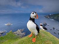 Atlantic Puffin (Fratercula arctica) pair on cliff