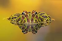 Cranwell's Horned Frog (Ceratophrys cranwelli) in 