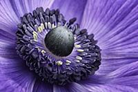 Poppy Anemone (Anemone coronaria) stamen, Lincolns