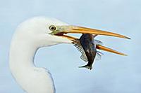 Great White Egret (Ardea alba) with fish prey, Net