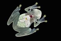 Glass Frog (Hyalinobatrachium aureoguttatum) under