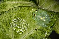 Glass Frog (Hyalinobatrachium aureoguttatum) and e