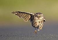 Little Owl (Athene noctua) stretching wing