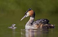 Great Crested Grebe (Podiceps cristatus) and chick