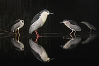Black-crowned Night Heron (Nycticorax nycticorax) 