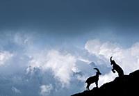 Alpine Ibex (Capra ibex) males fighting on a mount