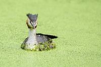 Great Crested Grebe (Podiceps cristatus) in pond, 