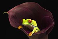 Red-eyed Tree Frog (Agalychnis callidryas) female,
