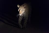 Leopard (Panthera pardus) female at night, Sabi Sa