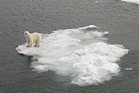Polar Bear (Ursus maritimus) standing on ice floe,