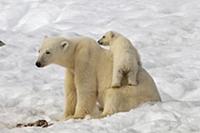 Polar Bear (Ursus maritimus) mother and cub, Svalb