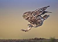 Little Owl (Athene noctua) landing, Lancashire, Un