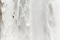 Northern Fulmar (Fulmarus glacialis) flying in fro