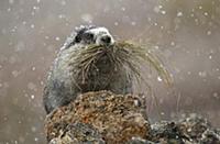 Hoary Marmot (Marmota caligata) carrying grasses d