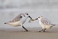 Sanderling (Calidris alba) pair fighting over food