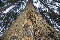 Little Owl (Athene noctua) in tree cavity, Zdarske