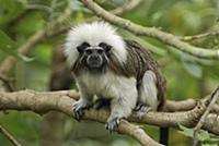 Cotton-top Tamarin (Saguinus oedipus) in tree, nor