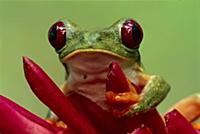 Red-eyed Tree Frog (Agalychnis callidryas) on Heli