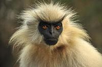 Golden Langur (Trachypithecus geei), Chakrashila W