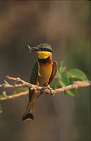 Little Bee-eater (Merops pusillus) perched on bran