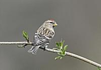 Lesser Redpoll (Carduelis cabaret) adult male, per