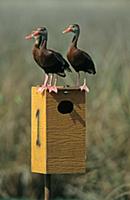 Black-bellied Whistling Duck (Dendrocygna autumnal