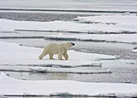 Polar Bear (Ursus maritimus) adult, walking over m