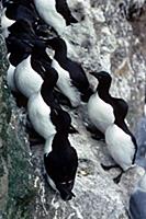 Guillemot Brunnichs (Uria lomvia) On breeding ledg