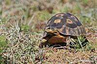 South African Bowsprit Tortoise (Chersina angulata