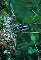 Long-tailed Tit (Aegithalos caudatus) at nest, Sta
