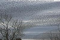 Common Starling (Sturnus vulgaris) flock, in fligh