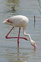 Greater Flamingo (Phoenicopterus ruber) adult, scr