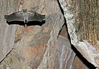Egyptian Fruit Bat (Rousettus aegyptiacus) adult f