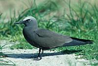 Lesser Noddy (Anous tenuirostris tenuirostris) Sta