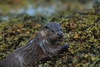 European River Otter (Lutra lutra) portrait, Hebri